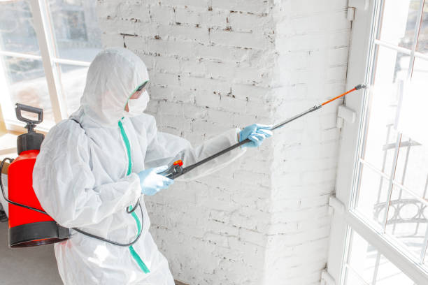 Mold Removal Services